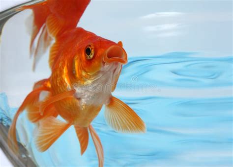 Goldfische In Einem Aquarium Stockbild Bild Von Nett Schwimmen 4906215