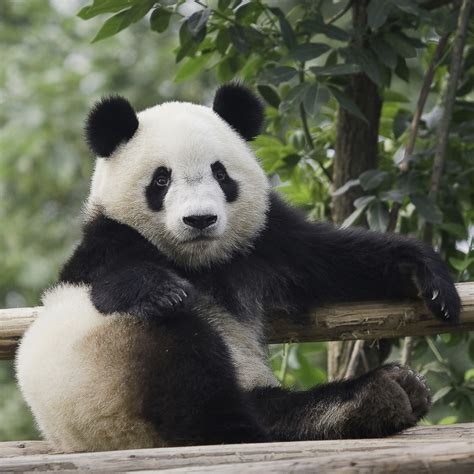 Download Panda Animal Pfp