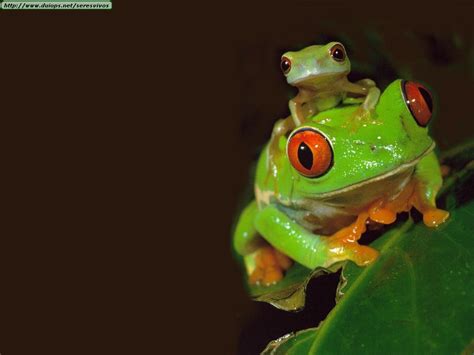 Frogs And Toads Photos I