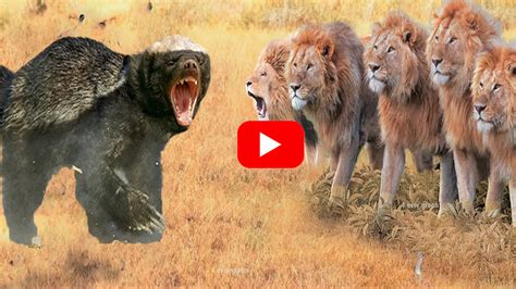 Stubborn Honey Badger Fights Madly With 12 Ferocious Lions And Still