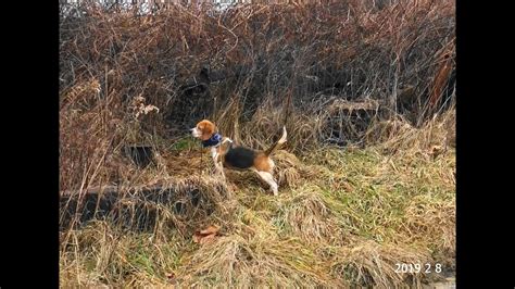 Skyviews Beagles Rabbit Hunting Feb 8th Cold Cold Cold Windyy Windy