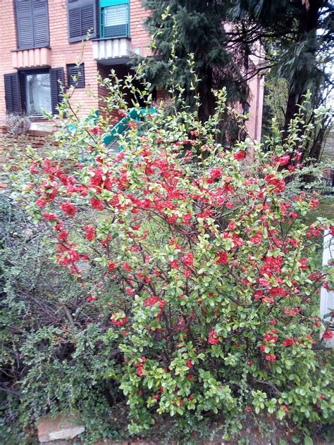 How To Identify Flowering Shrubs Shrubs Offer Decoration As Well