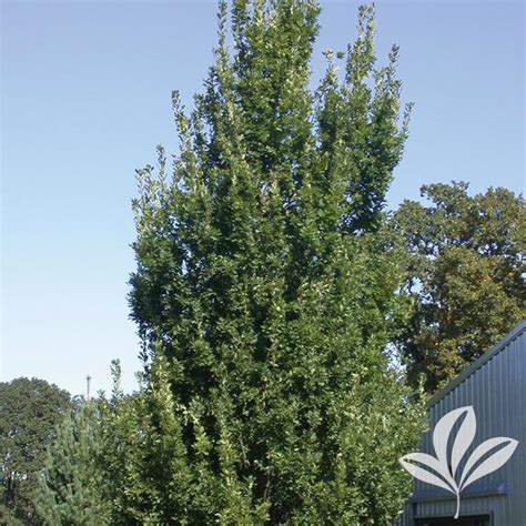 Quercus Quercus X Warei Long Regal Prince® Oak From Greenleaf Nursery