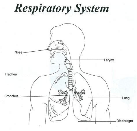 Drawing Printable Respiratory System Diagram Unlabeled Png Directscot