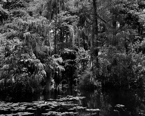 Big Cypress Swamp 2 Photograph By Rudy Umans Fine Art America