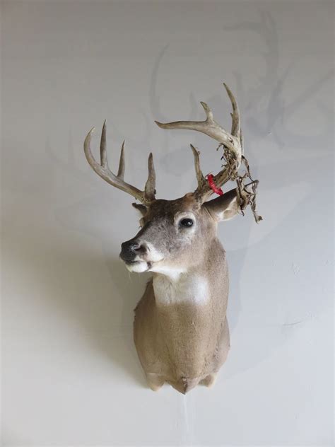Whitetail Deer Shoulder Mount Dw 111 Mounts For Sale