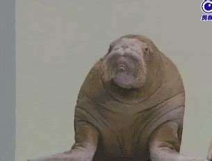 Walrus Gif Find Share On Giphy
