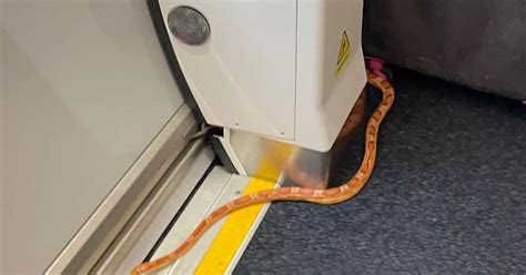 Snake On A Train Leaves Passengers Terrified As Reptile Slithers