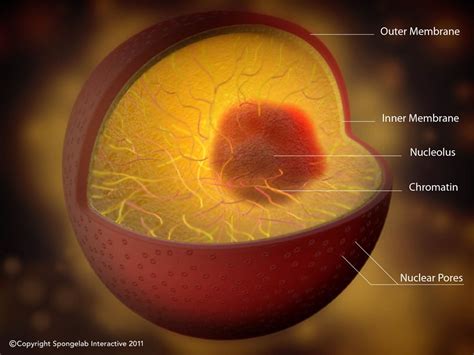 Maybe you would like to learn more about one of these? Structure of the Nucleus - Labeled | Cells | Pinterest