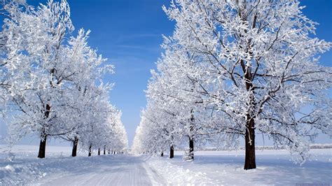 Snow On Trees Wallpapers Wallpaper Cave