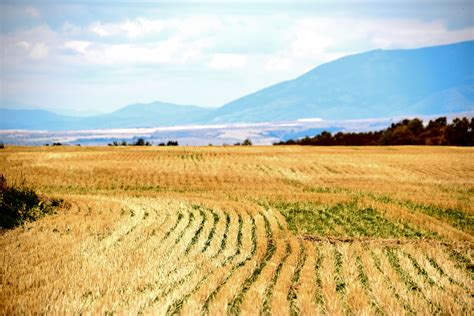Landscape Of Rice Field Hoodoo Wallpaper