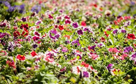 What Bedding Plants Grow Every Year Bedding Design Ideas