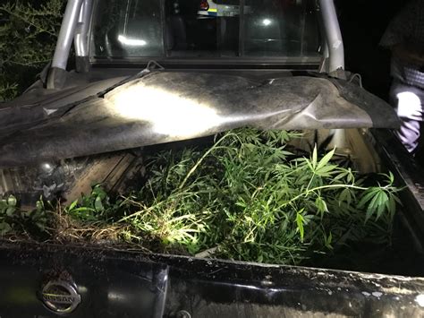 police clear out small dagga plantation the citizen