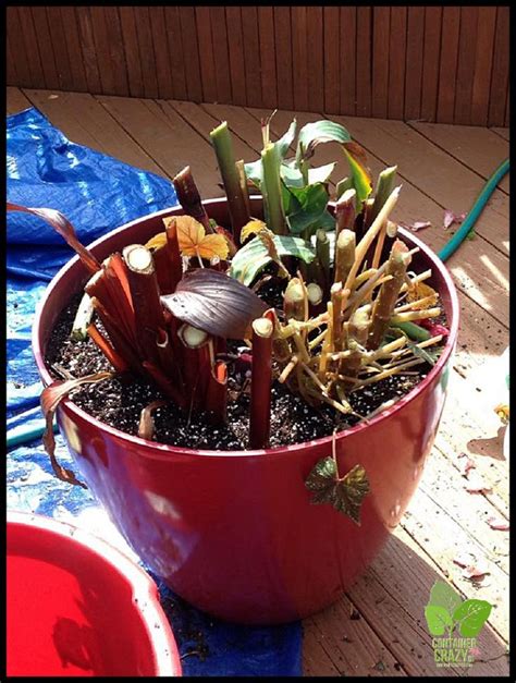 Overwintering Red Banana Plants Ensete Ventricosum ‘maurelii