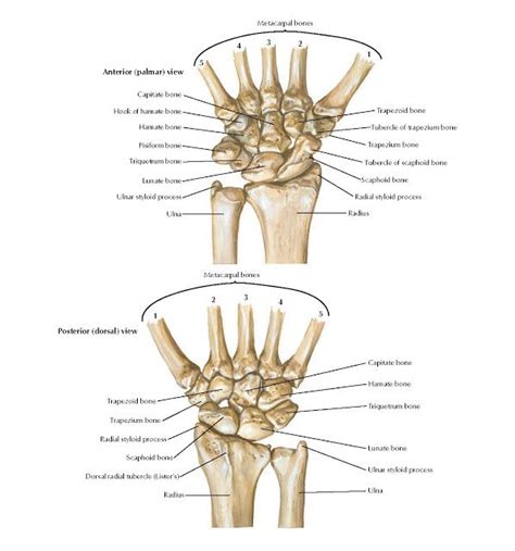Carpal Bones Anatomy Anterior Palmar View Radius Radial Styloid