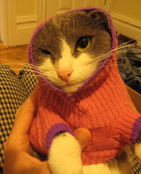 8 Cats In Sweaters Ideas Cats Cat Sweaters Crazy Cats
