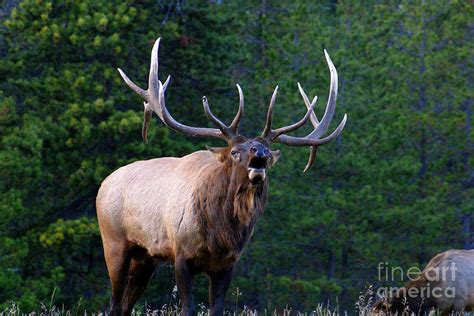 Massive Bull Elk Antlers Bugling Guarding His Harem Photograph By