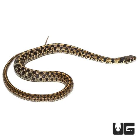 Baby Checkered Garter Snakes Thamnophis Marcianus For Sale