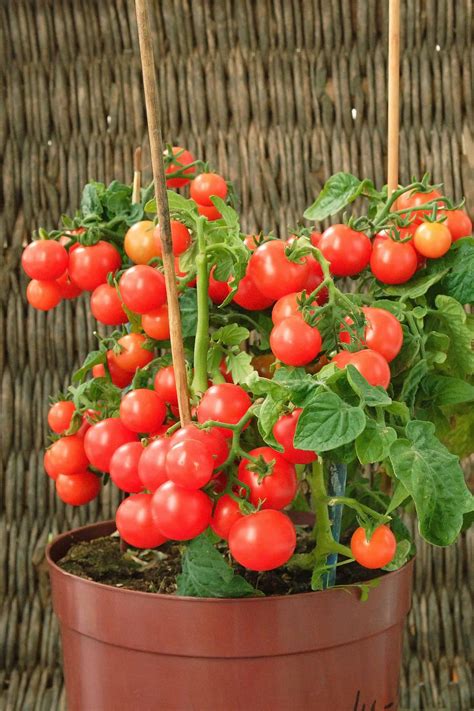 How To Grow Cherry Tomatoes In A Pot Growing Cherry Tomatoes