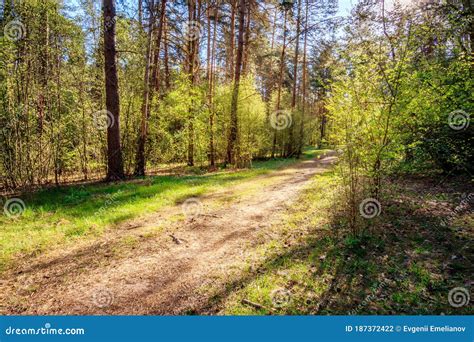 Sushine At Spring Pine Forest With Footpath And Grass Stock Photo