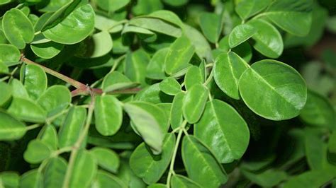 Caranya detailnya mengolah daun kelor menjadi bubuk adalah sebagai berikut saring serbuk daun kelor menggunakan ayakan untuk mendapatkan serbuk dengan tingkat kehalusan 80 mesh. Cara Mengolah Daun Kelor Untuk Menurunkan Darah Tinggi - Puspasari