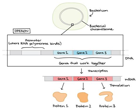 Overview Gene Regulation In Bacteria Article Khan Academy Dna And Genes Draw Diagram