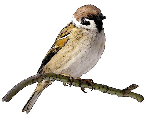 Sparrow Png File Png Svg Clip Art For Web Download Clip Art Png