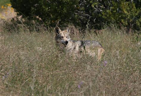 Groups Demand Revocation Of Wolf Killers Grazing