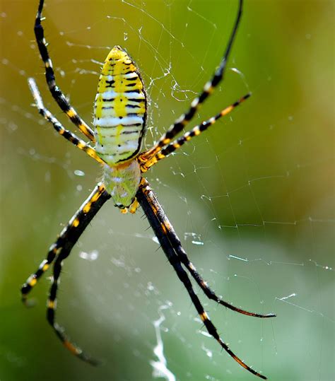 Gallery For White Spider With Red Stripes