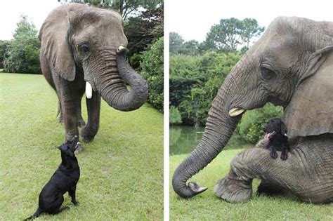 Elephant And A Dog Animals