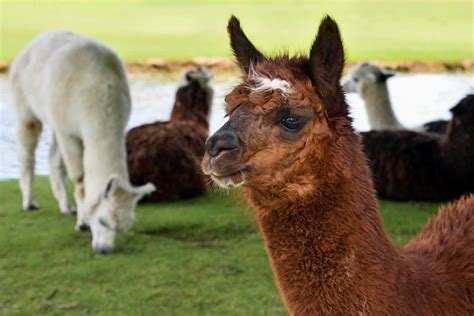 Free Picture Livestock Llama Alpaca Grass Animal