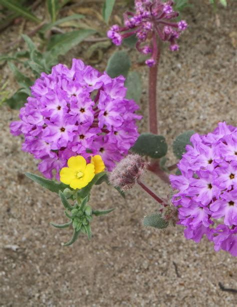 Anza Borrego Desert State Park Wildflowers Bloom 2021 Guide Purple