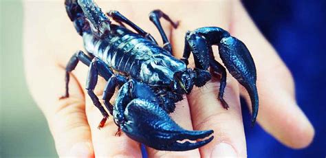 Asian Forest Scorpion Complete Care Guide