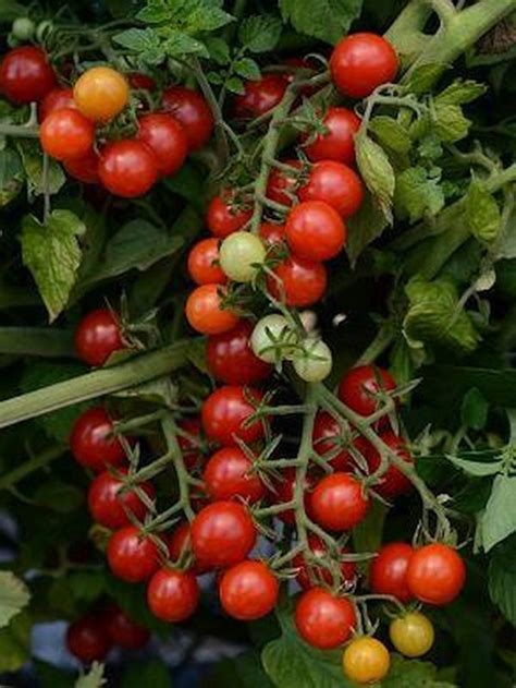 Grow Cherry Tomatoes From Seed Garden Plant