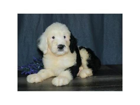 Old English Sheepdogpoodle Puppy Chocolate White Id26058 Located At