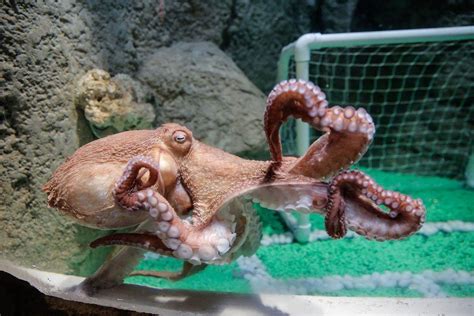 Dubai Mall Unveils Giant Octopus Attraction Arabianbusiness