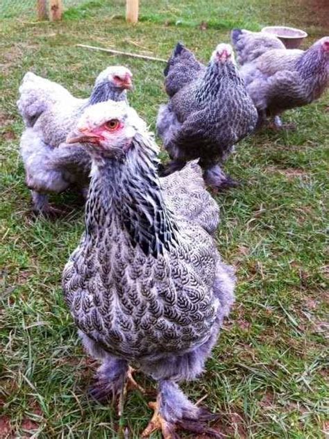 Meet The Isabella Partridge Brahmas Beautiful Chickens Chicken My Xxx