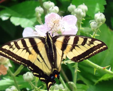 Cascade Ramblings Western Tiger Swallowtail Butterfly