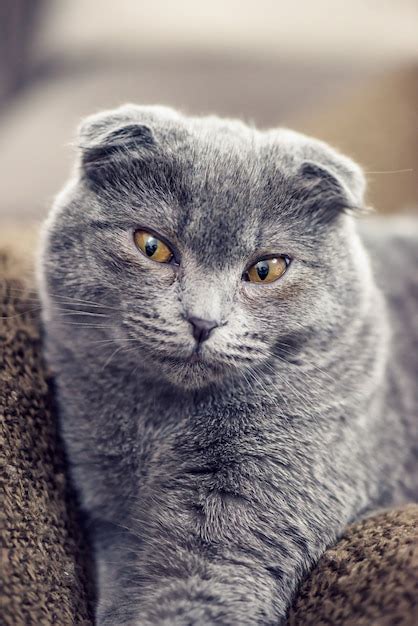 Premium Photo Blue Scottish Fold Cat Posing
