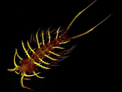 Census Of Marine Life Reveals Bizarre Deep Sea Sights New Scientist