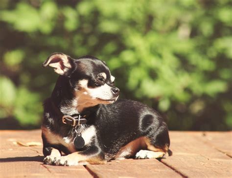 Apple Head Chihuahua Dog Breed Bleumoonproductions