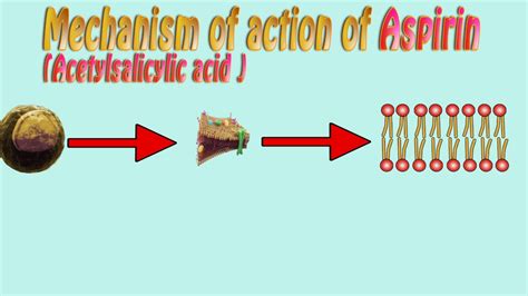 ●low doses (typically 75 to 81 mg/day) are sufficient to irreversibly acetylate. Aspirin - mechanism of action, acetylsalicylic acid action ...