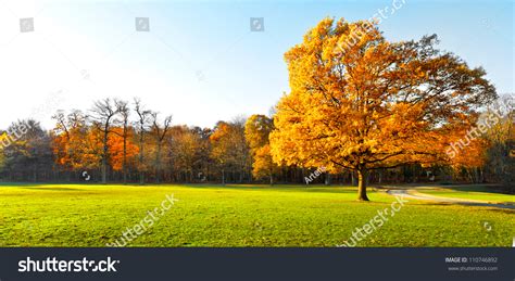 Panorama Lonely Beautiful Autumn Tree Autumn Landscape Stock Photo