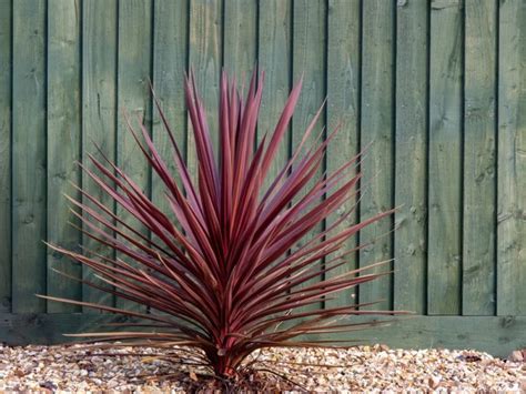 9 Spiky Plants Suited To The Garden Uk