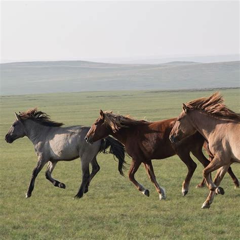 Mongolias Eastern Steppe Is One Of The Last Great Grassland