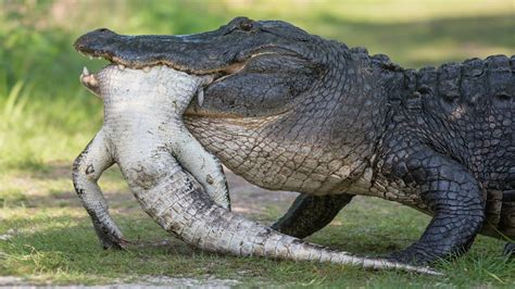 Do Alligators Eat Each Other