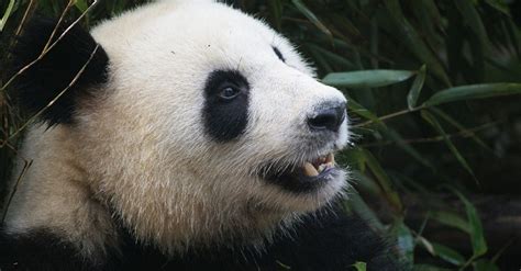 Panda Nedir Nasıl Bir Hayvandır Pandanın Özellikleri Nelerdir