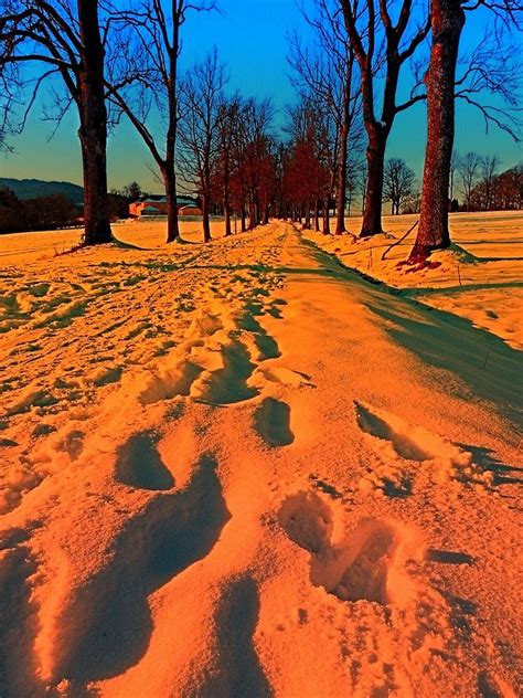 Winter Avenue Trail At Sundown Landscape Photography Canvas Print By