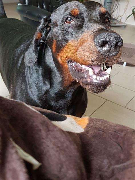 No puppies available at this time. Doberman Puppies For Sale Ohio - Wayang Pets