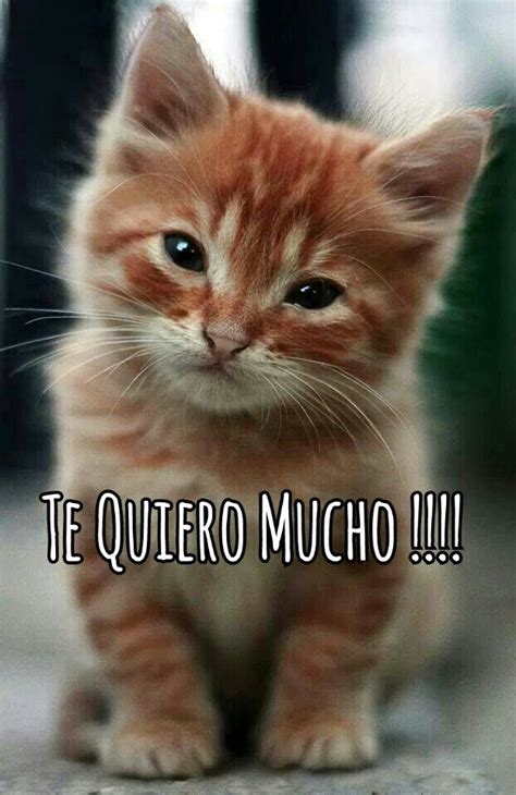 Te Quiero Mucho Y Lo Sabes Cute Kittens Kittens And Puppies Pretty